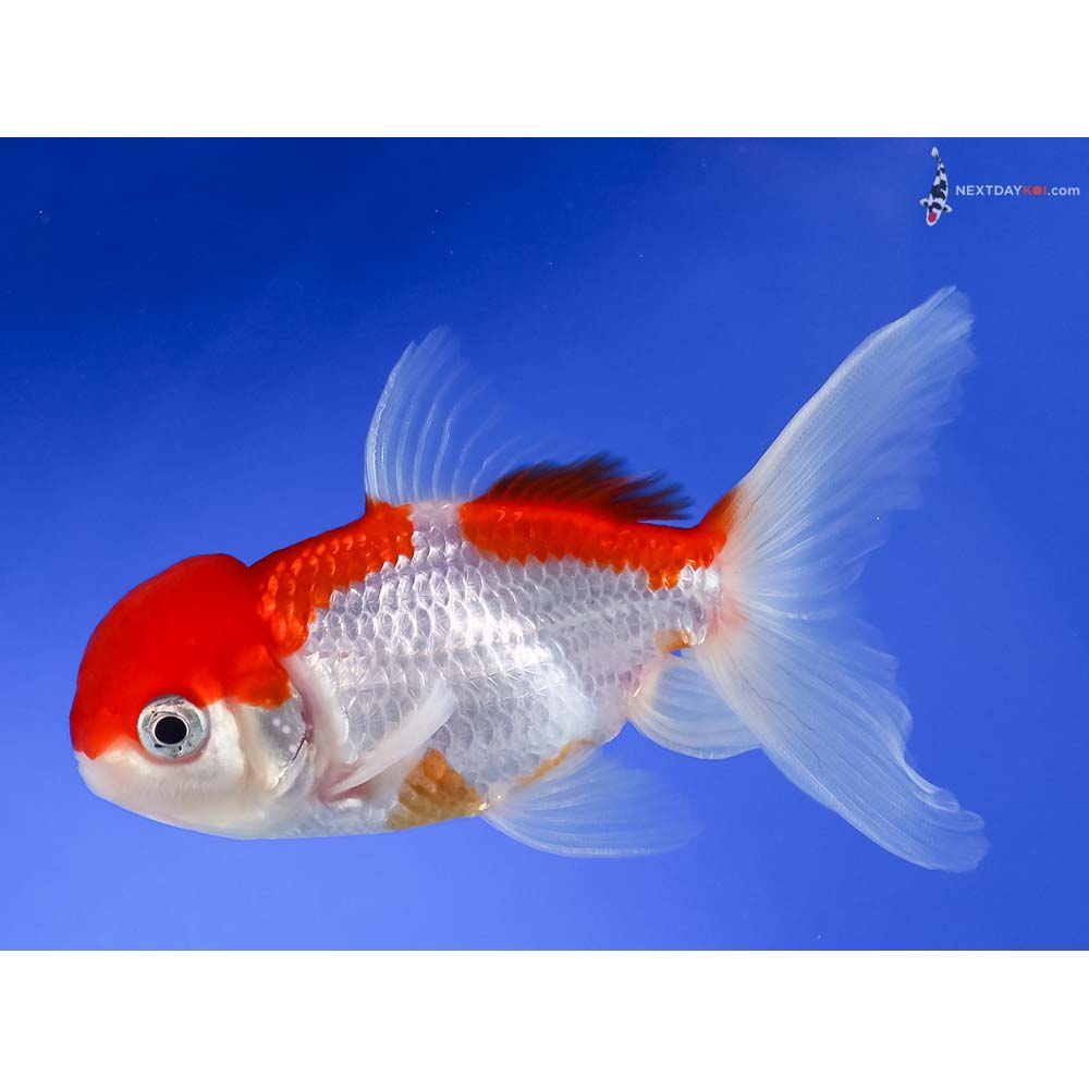 4” Imported Male Red and White Oranda