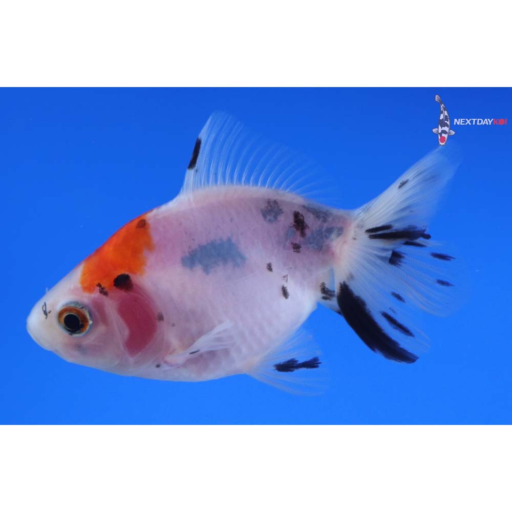 3” Imported Calico Fantail