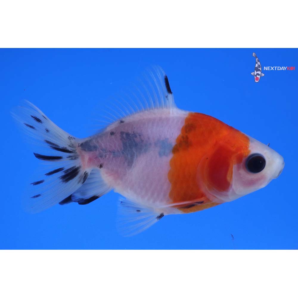 3” Imported Calico Fantail