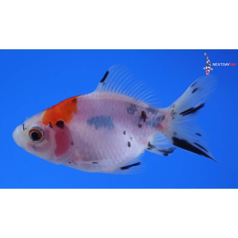 3” Imported Calico Fantail