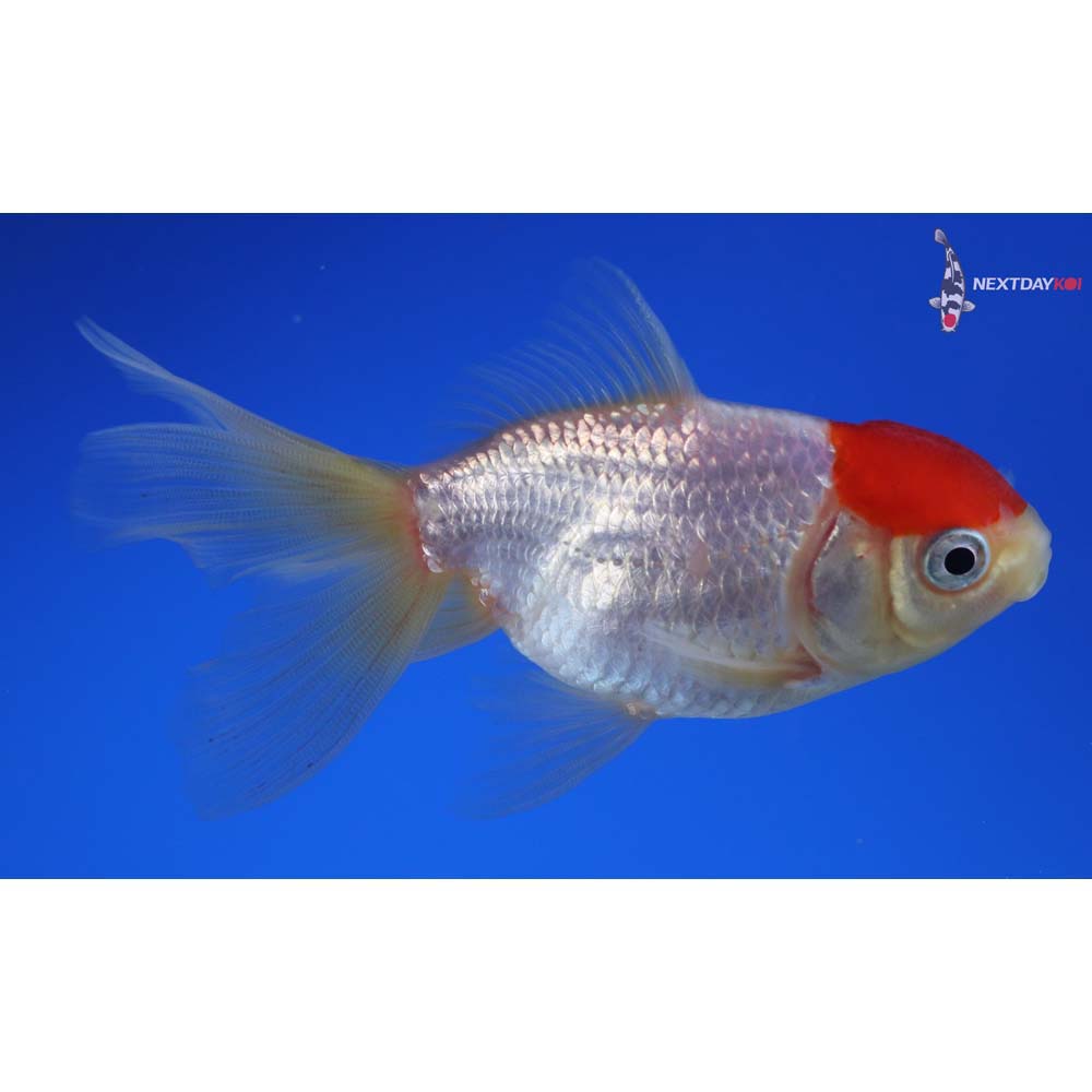 3.5” Imported Redcap Oranda