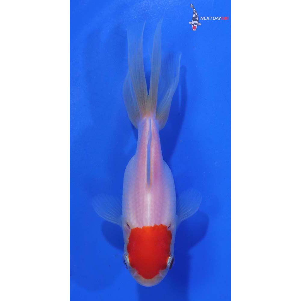 3.5” Imported Redcap Oranda