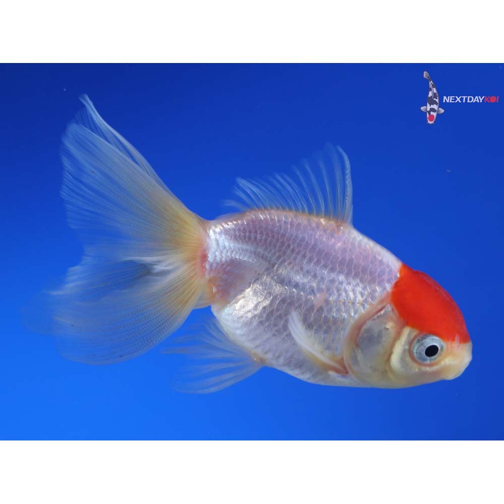 3.5” Imported Redcap Oranda
