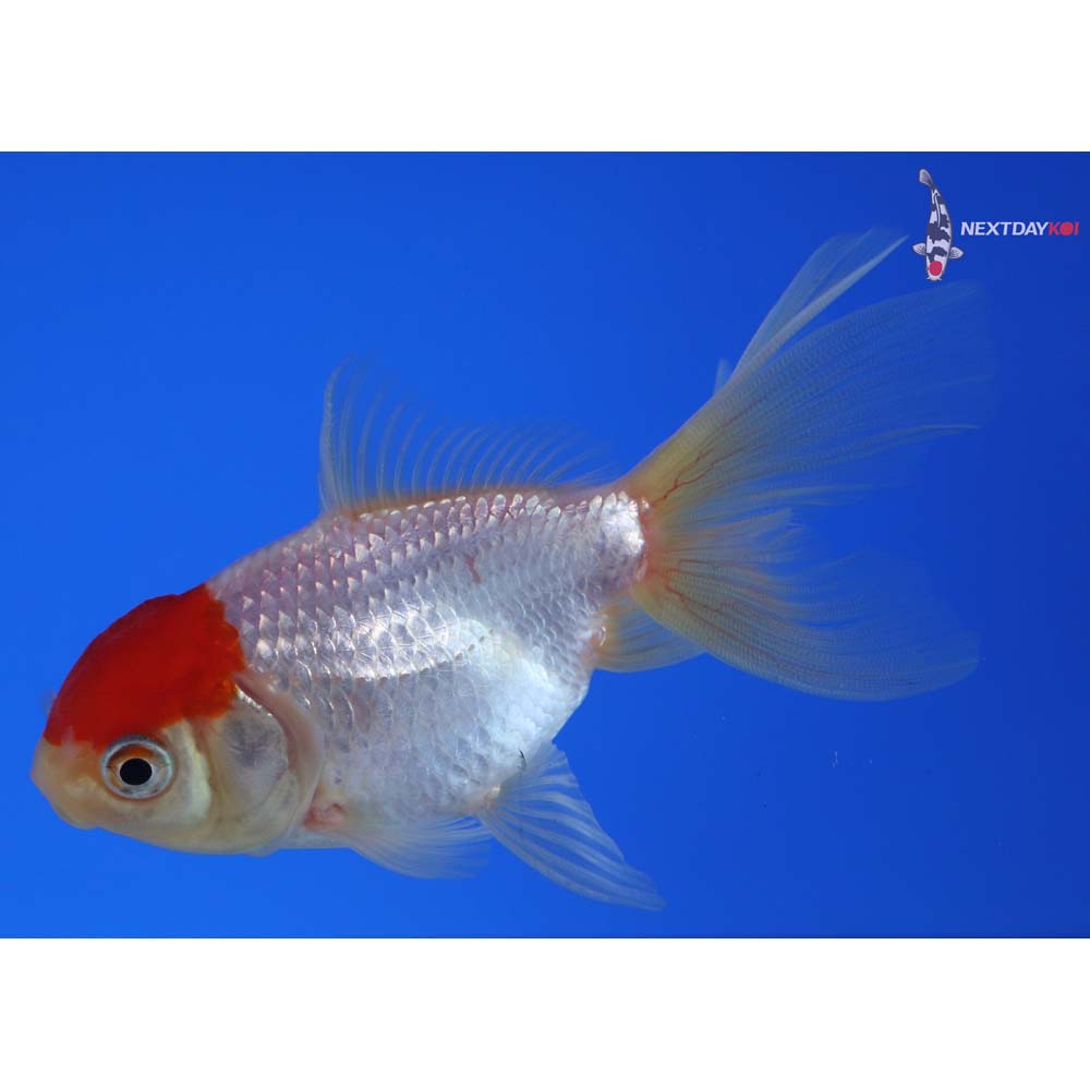 3.5” Imported Redcap Oranda