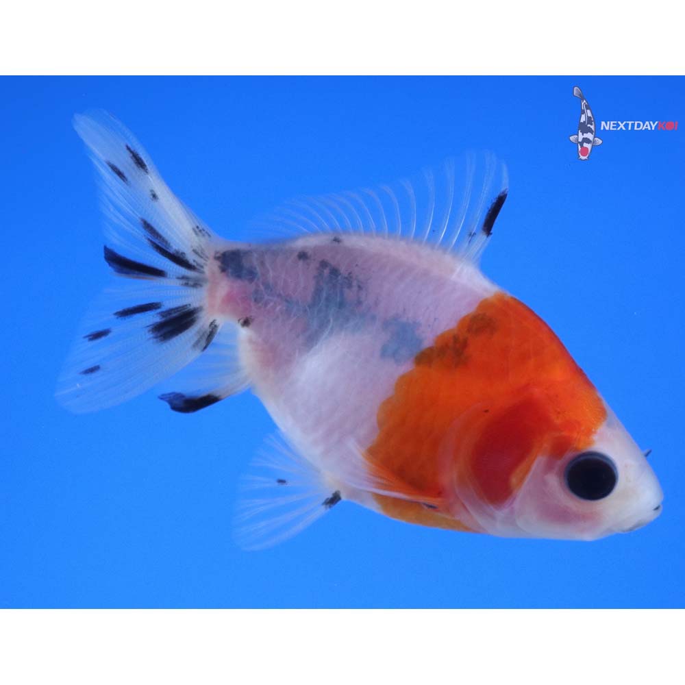 3” Imported Calico Fantail