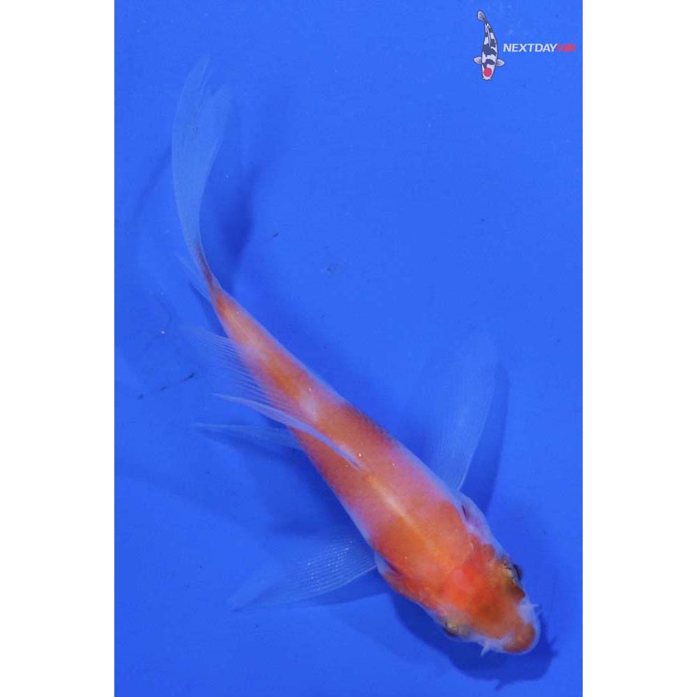 3” Imported Kohaku Butterfly Koi