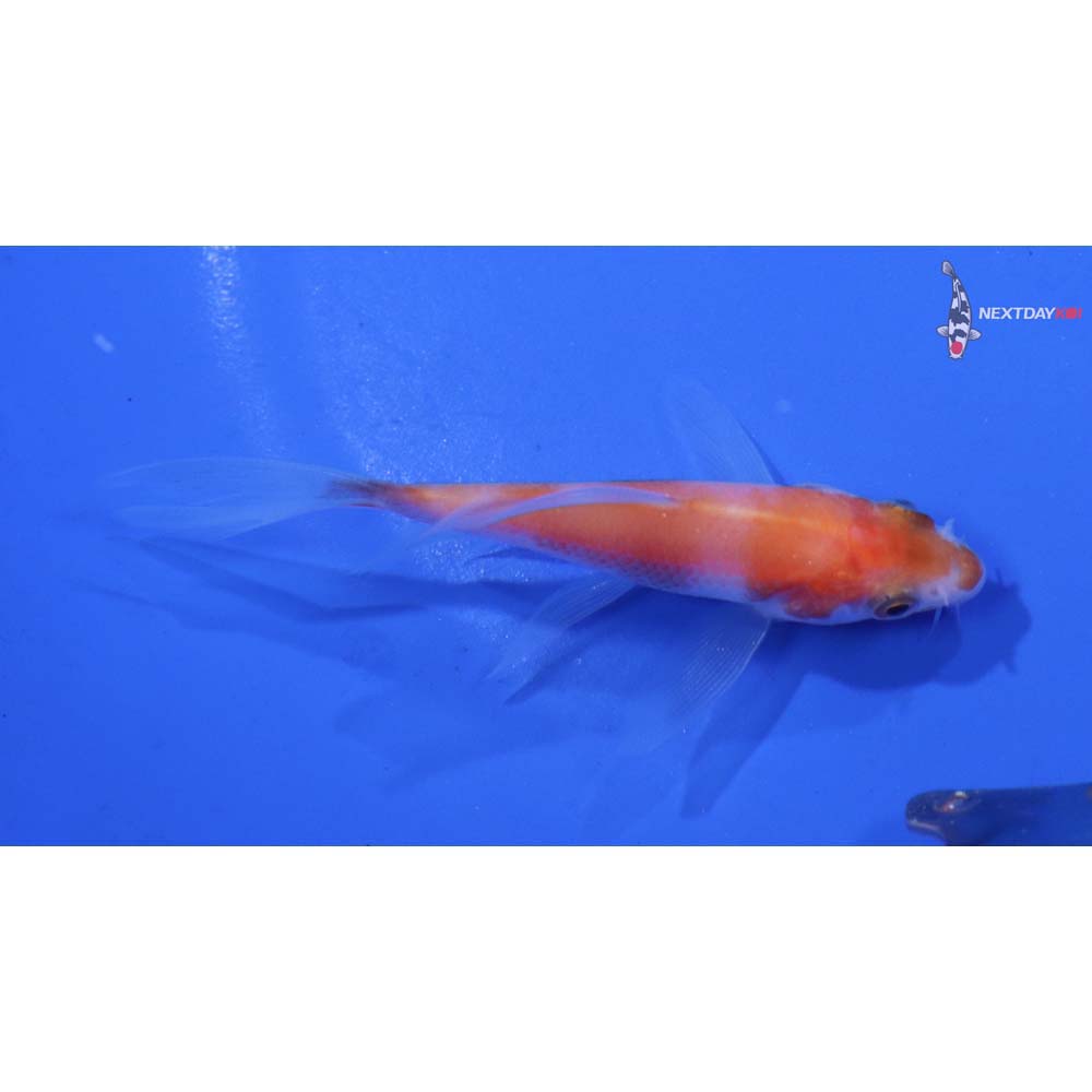 3” Imported Kohaku Butterfly Koi