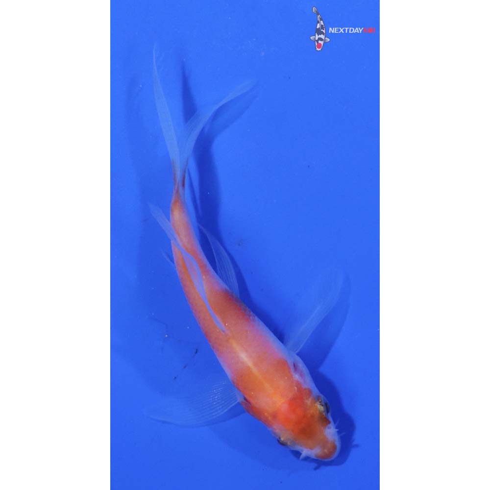 3” Imported Kohaku Butterfly Koi