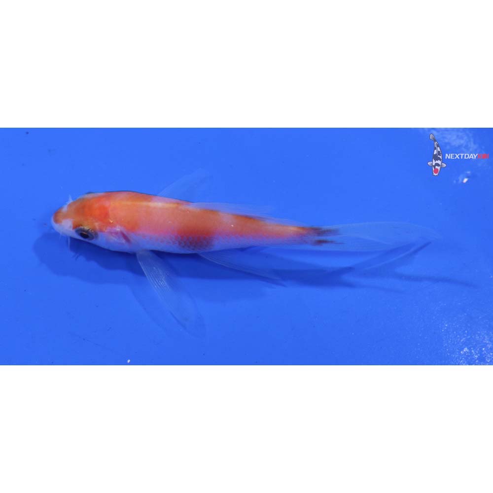 3” Imported Kohaku Butterfly Koi