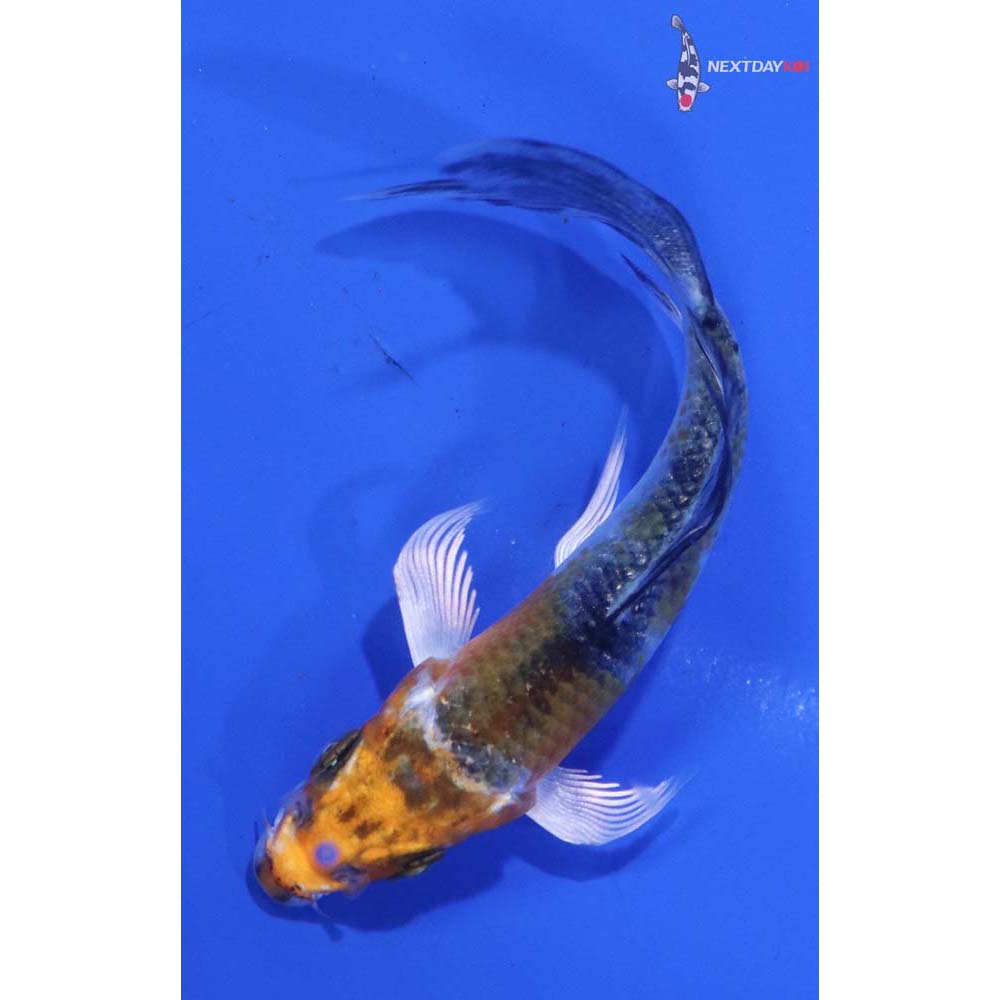3” Imported Kujaku Butterfly Koi