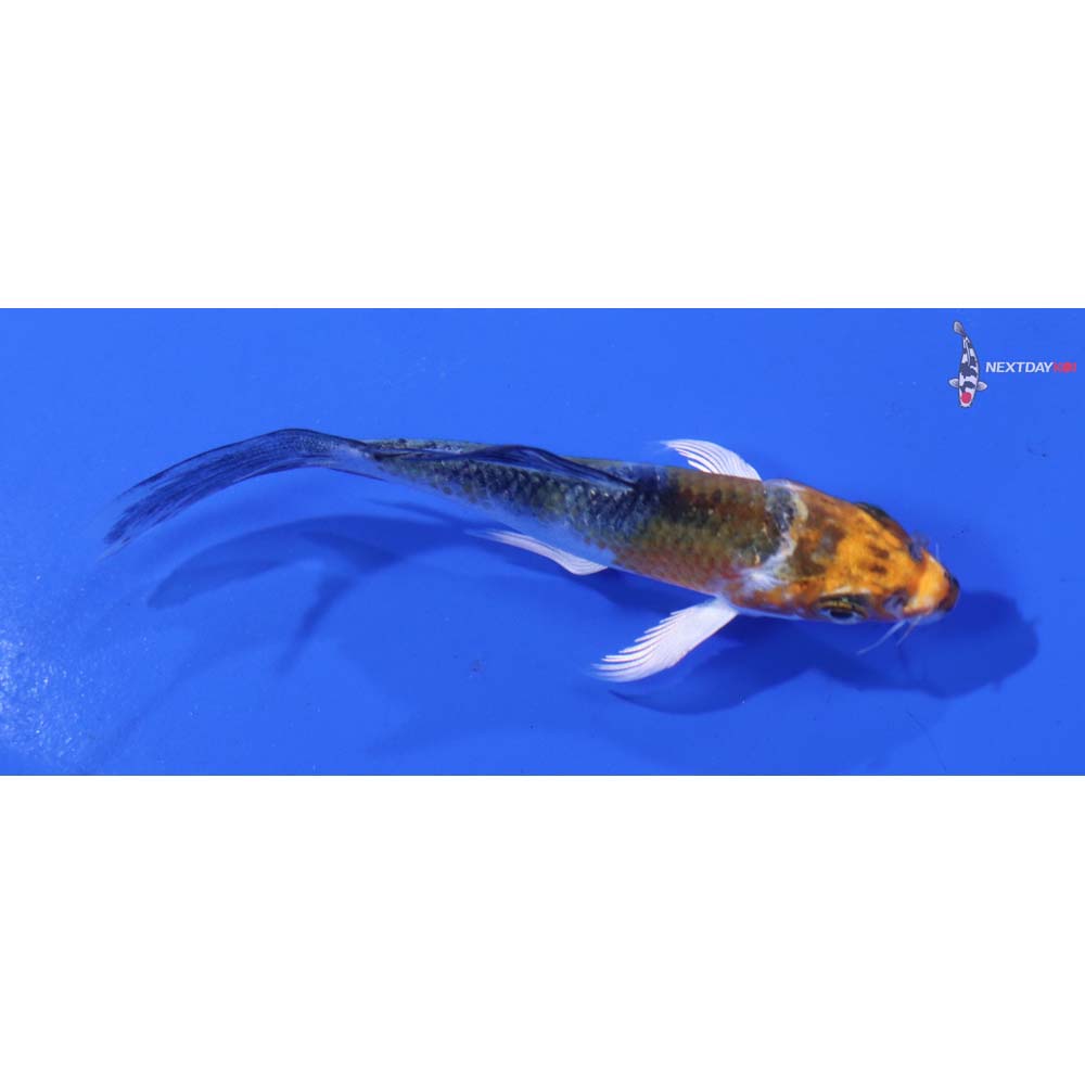 3” Imported Kujaku Butterfly Koi