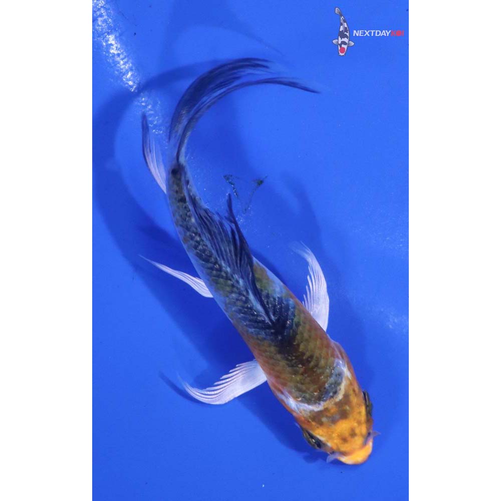 3” Imported Kujaku Butterfly Koi