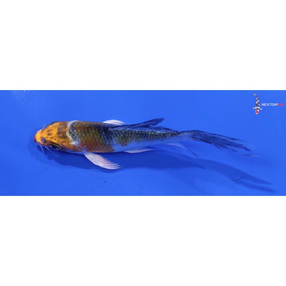 3” Imported Kujaku Butterfly Koi