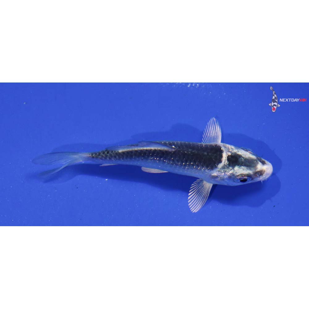 2.5” Imported Gin Matsuba