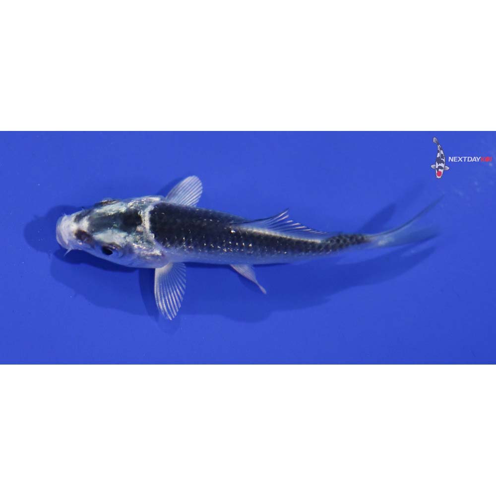 2.5” Imported Gin Matsuba