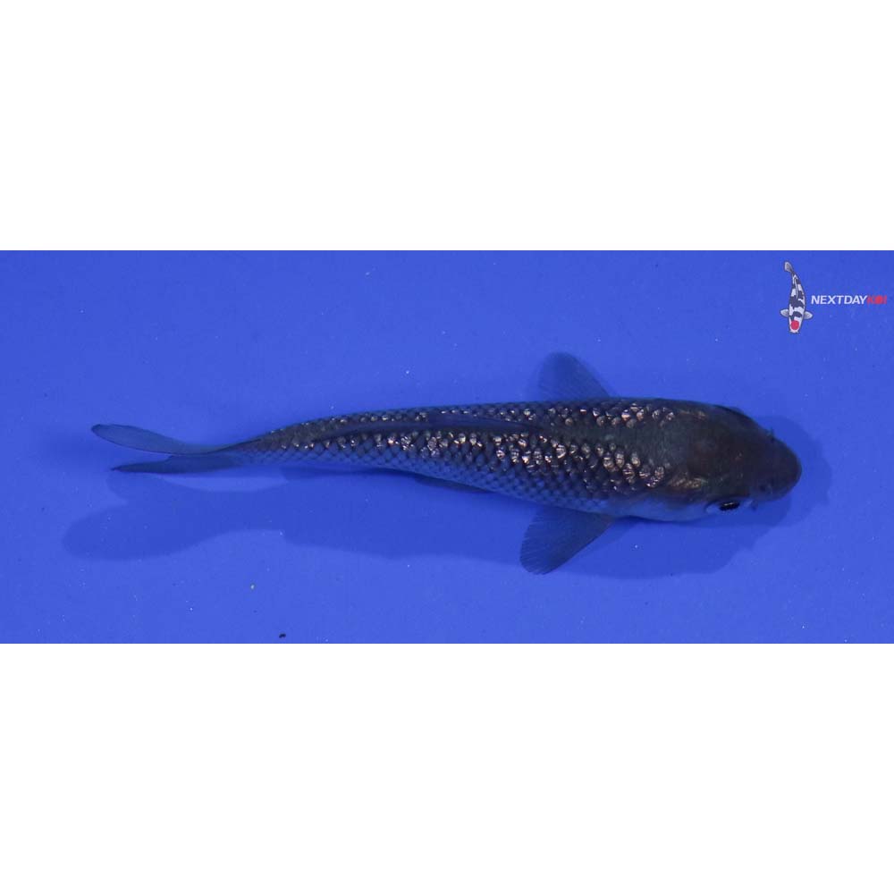 2.5” Imported Gin Rin Soragoi