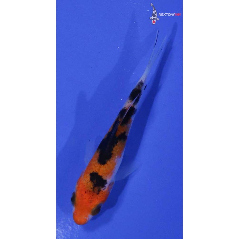 3” Imported Sanke