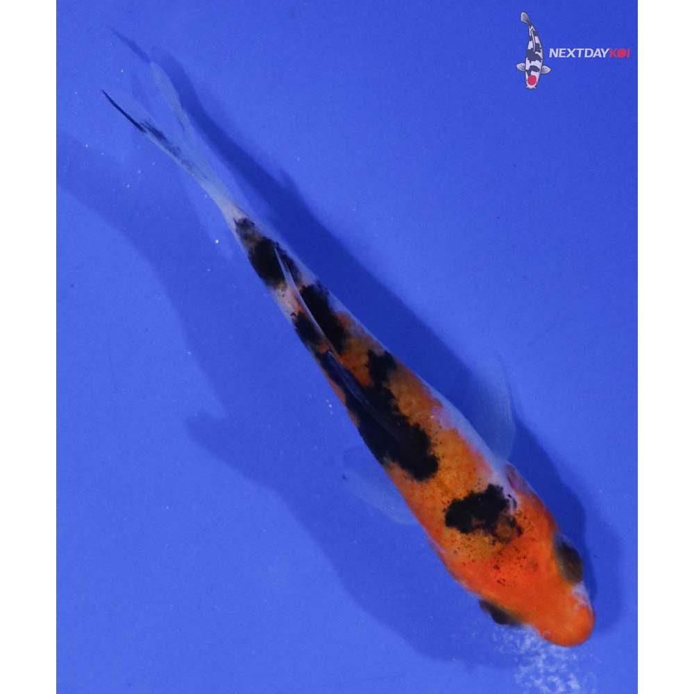 3” Imported Sanke