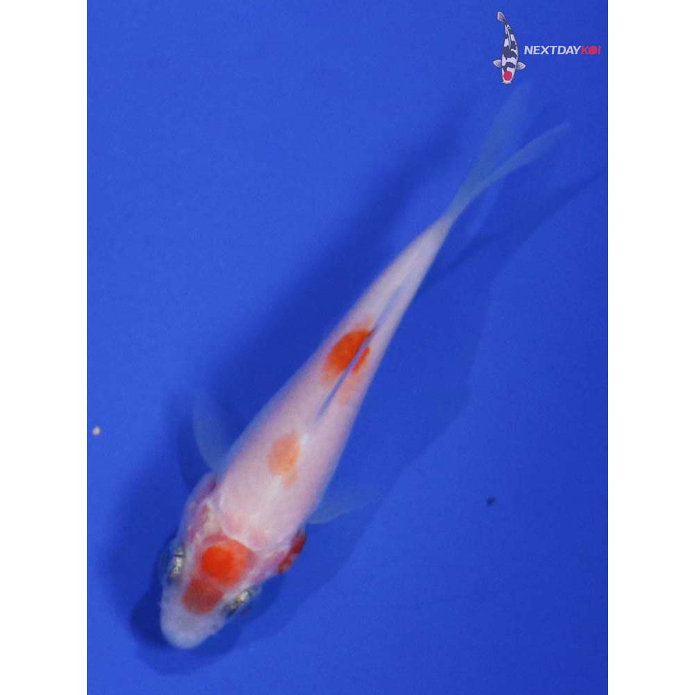 2.5” Imported Kohaku