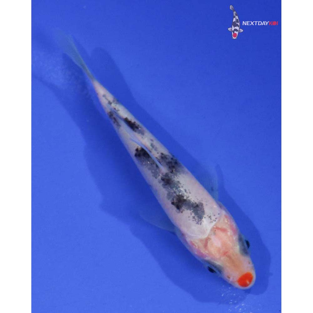 3” Imported Sanke