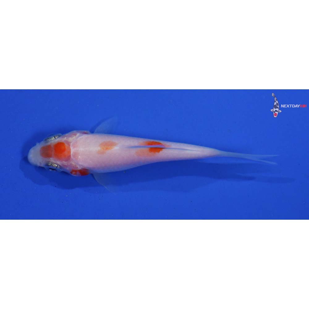 2.5” Imported Kohaku