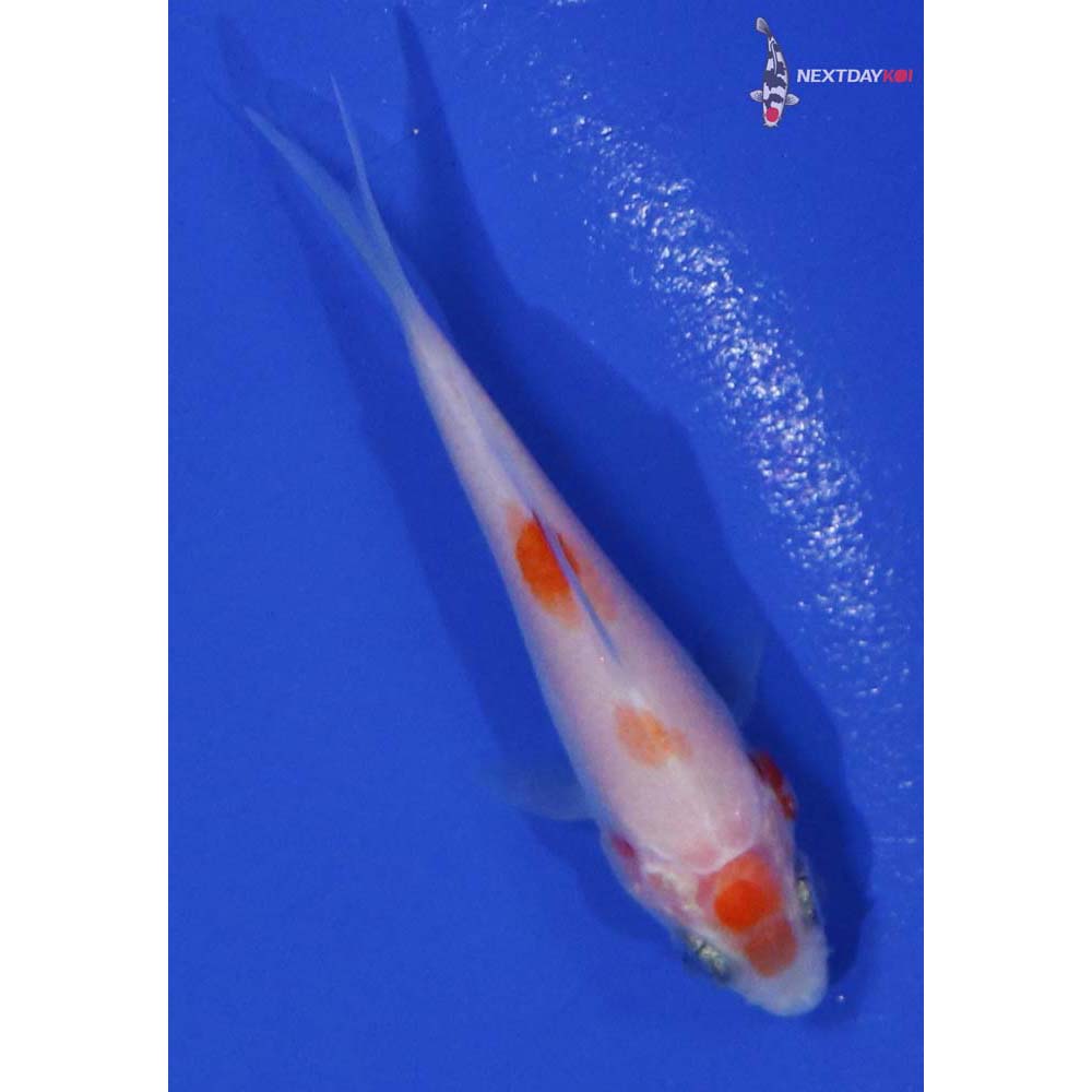 2.5” Imported Kohaku