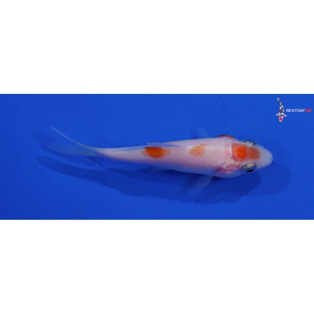 2.5” Imported Kohaku
