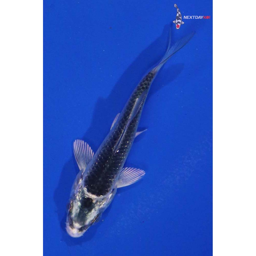 2.5” Imported Gin Matsuba