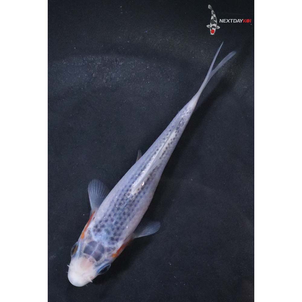 4” Imported Asagi