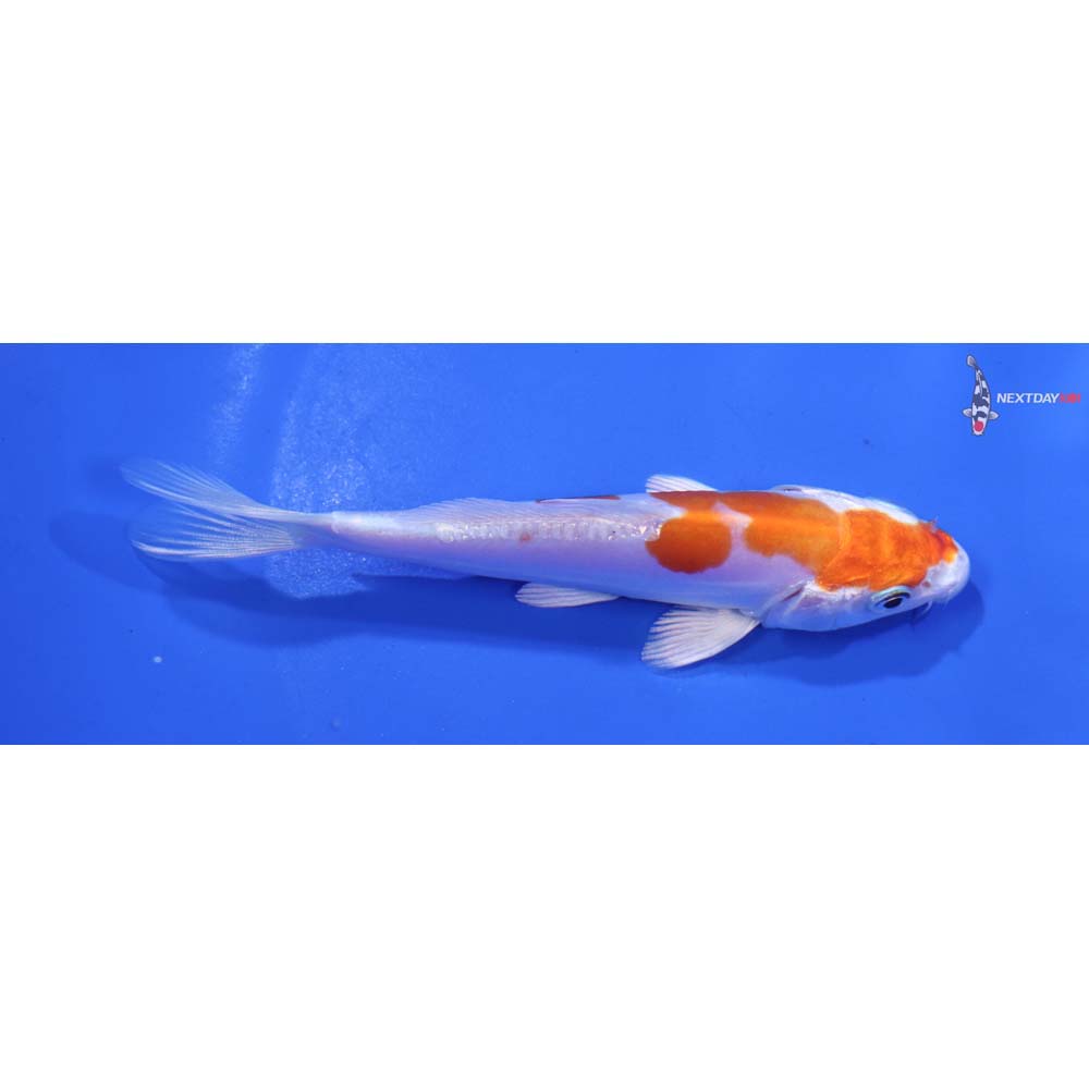 4.5” Imported Kikusui