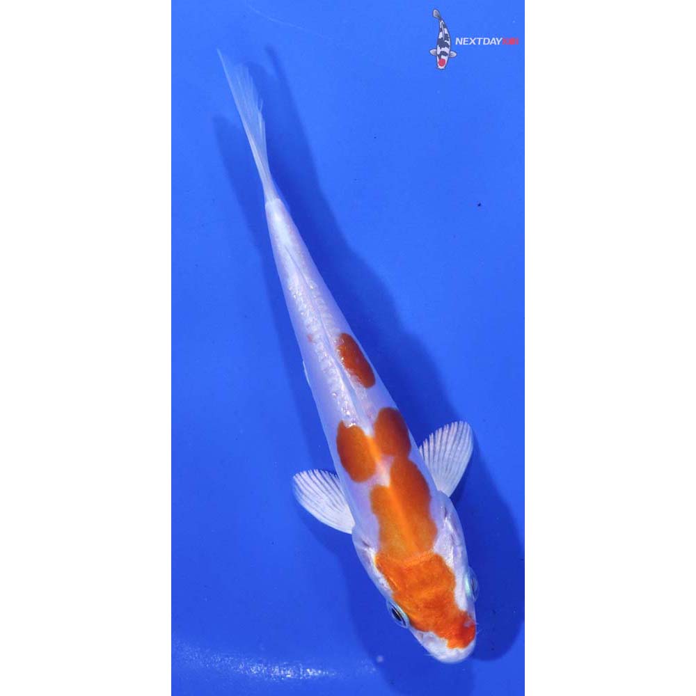 4.5” Imported Kikusui