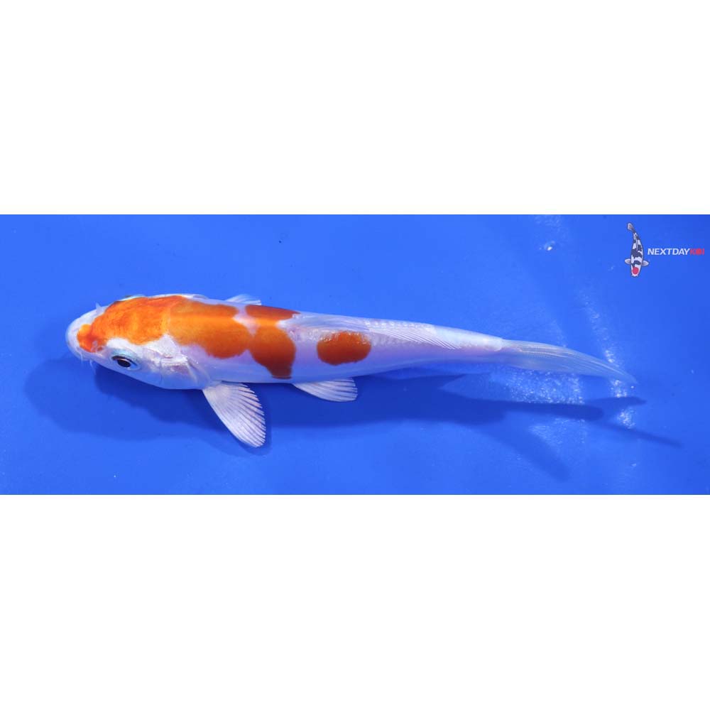 4.5” Imported Kikusui