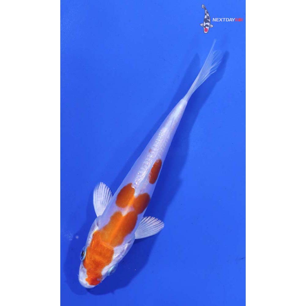 4.5” Imported Kikusui