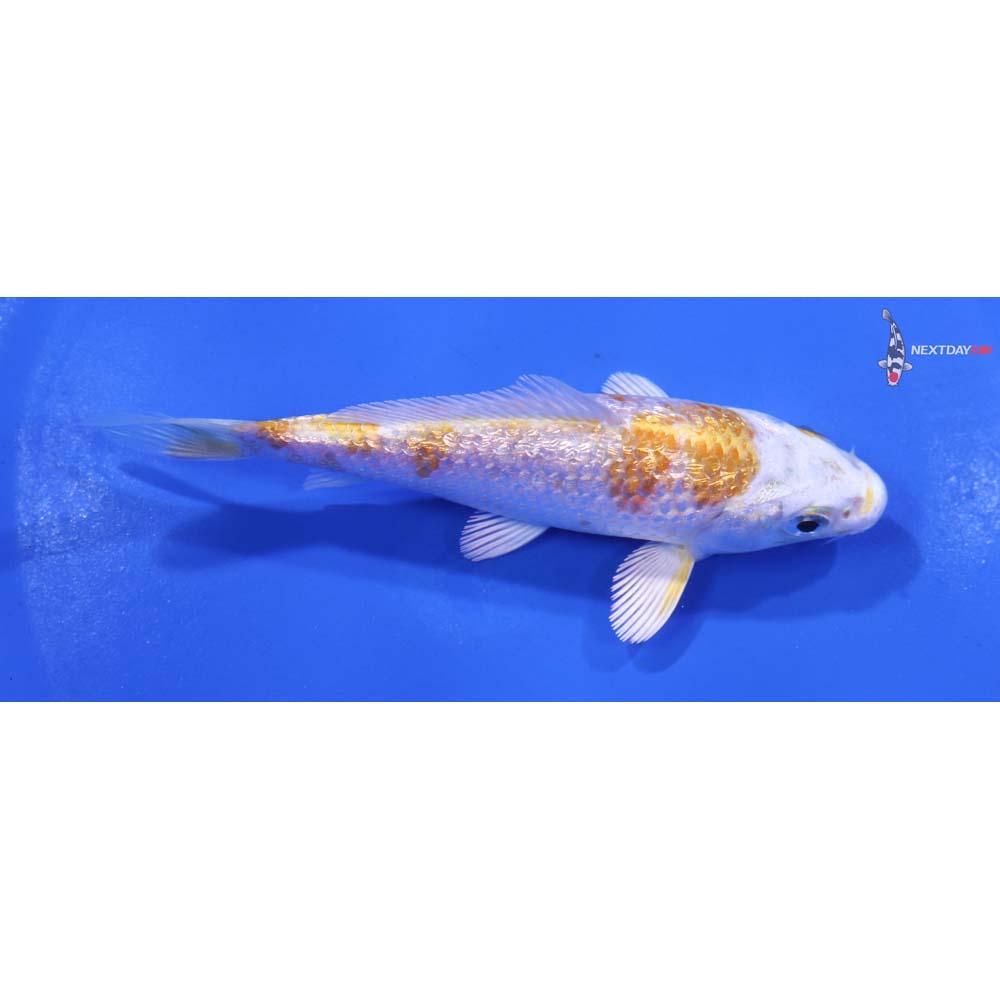 4.5” Imported Gin Rin Lemon Hariwake