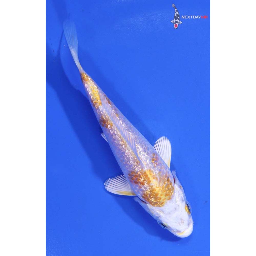 4.5” Imported Gin Rin Lemon Hariwake