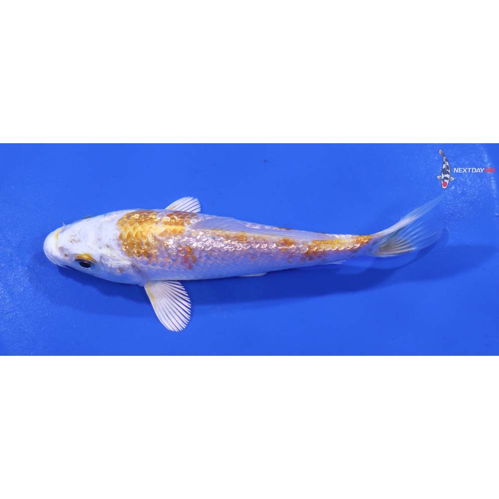 4.5” Imported Gin Rin Lemon Hariwake