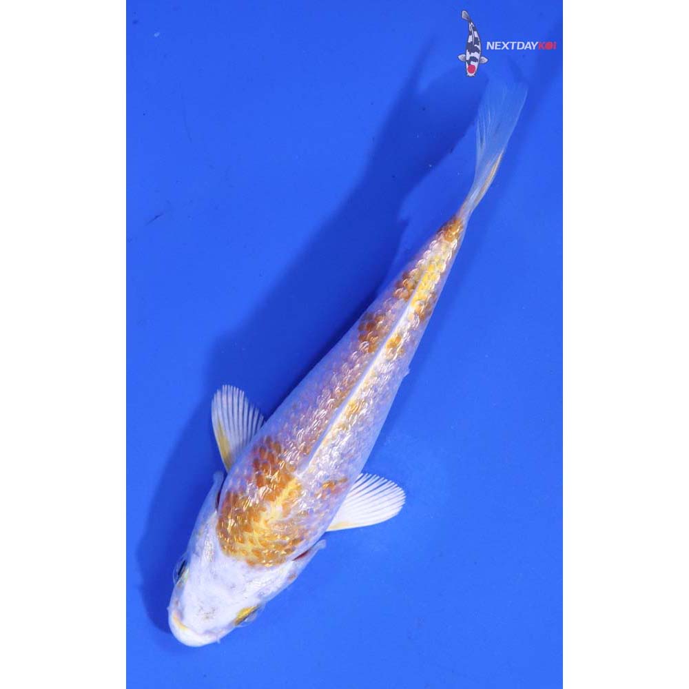 4.5” Imported Gin Rin Lemon Hariwake