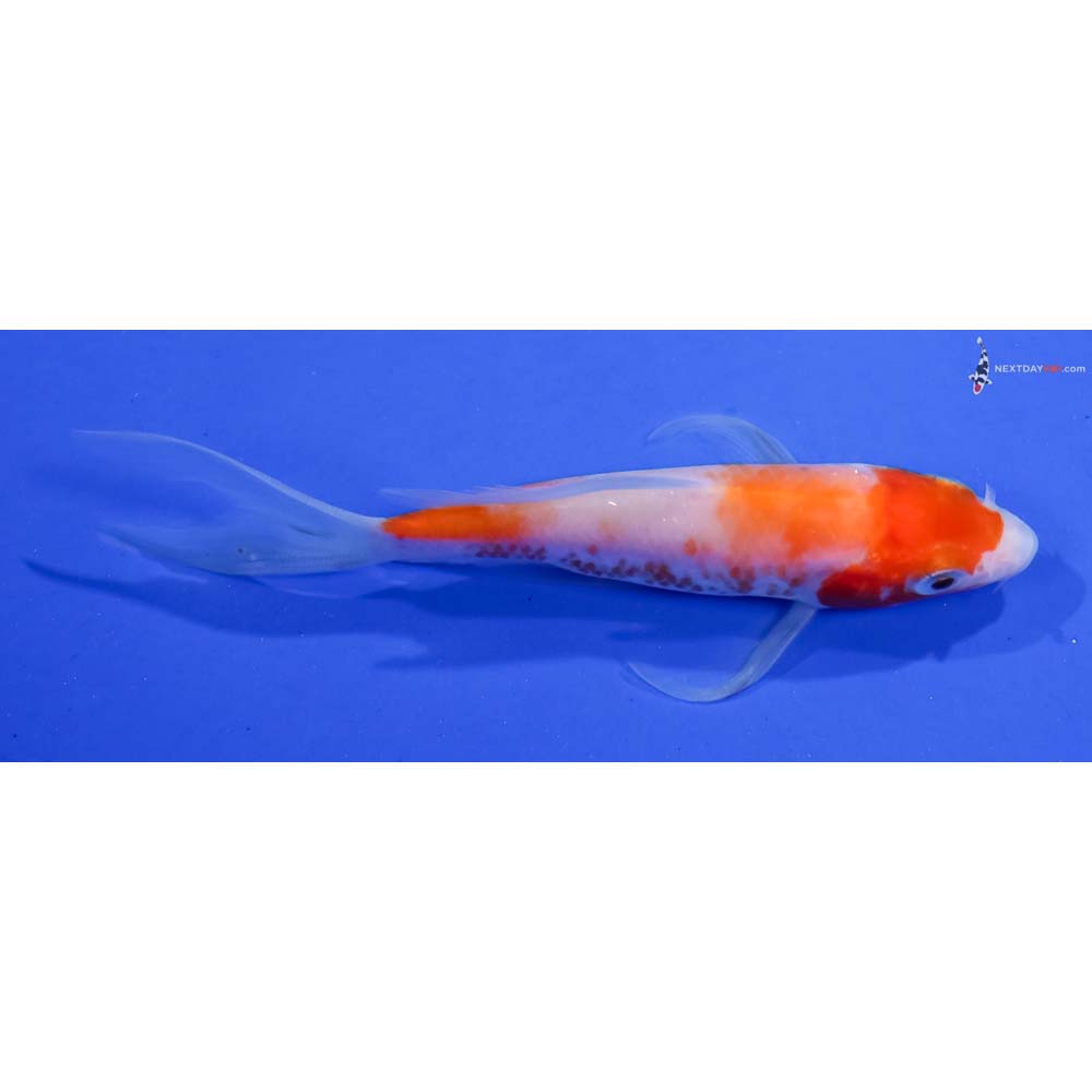 4” Imported Kohaku Butterfly Koi