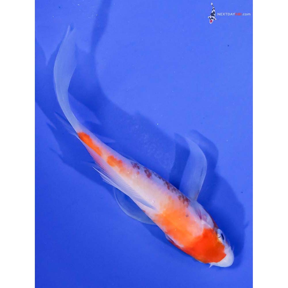 4” Imported Kohaku Butterfly Koi