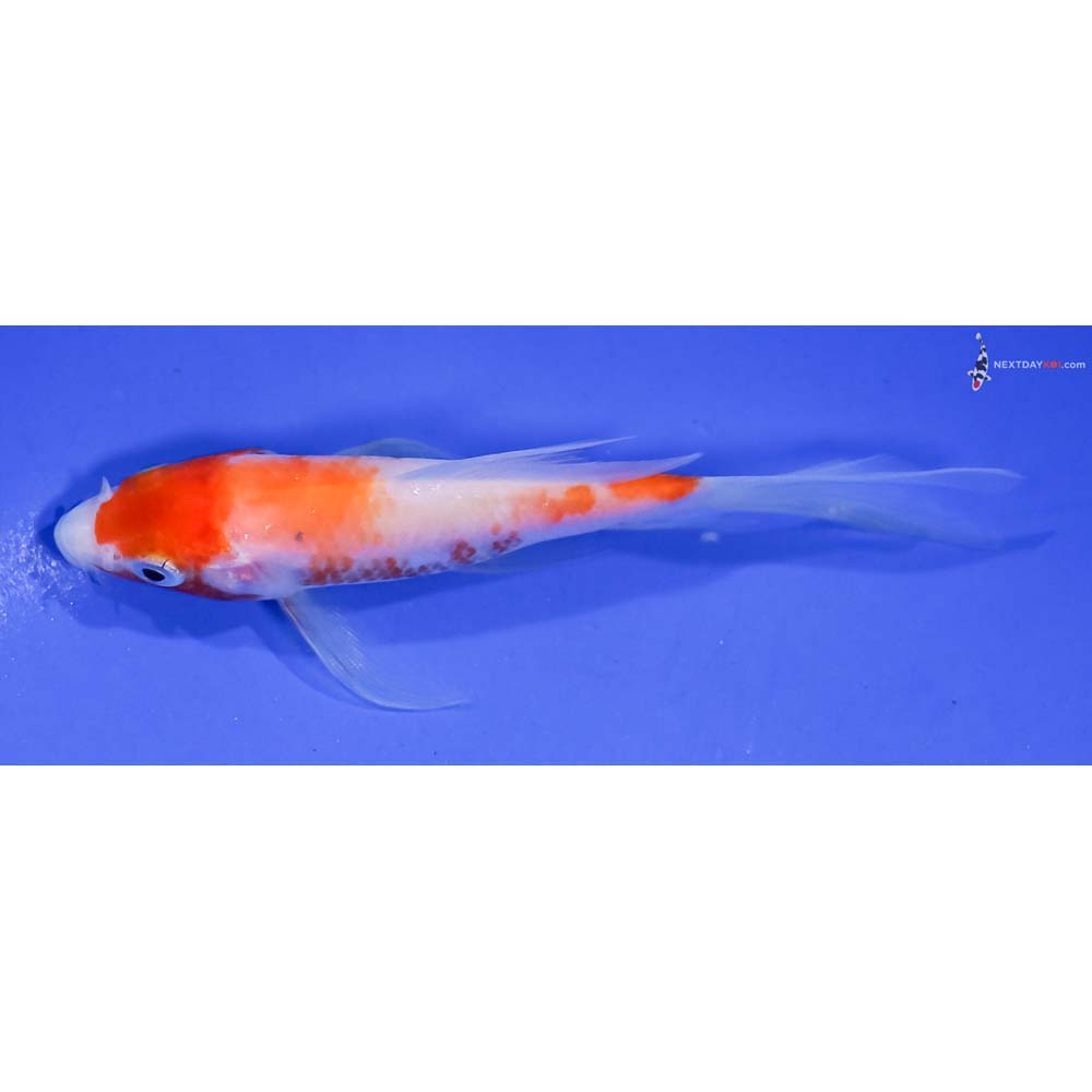 4” Imported Kohaku Butterfly Koi