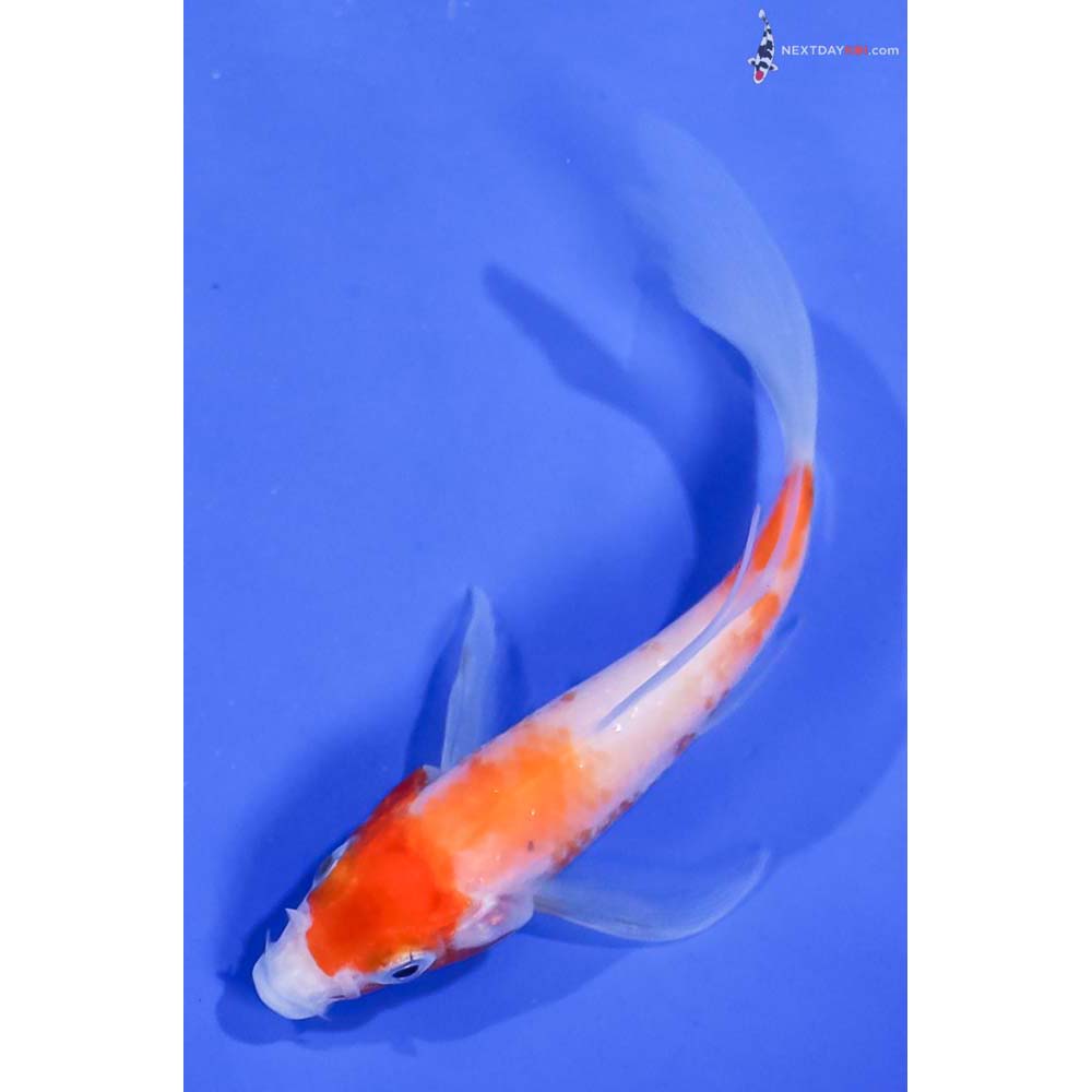 4” Imported Kohaku Butterfly Koi