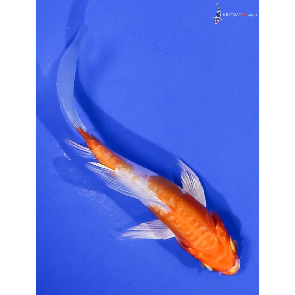 4” Imported Kikusui Butterfly Koi