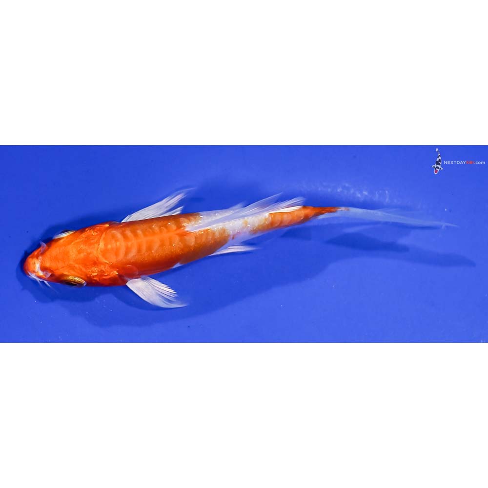4” Imported Kikusui Butterfly Koi