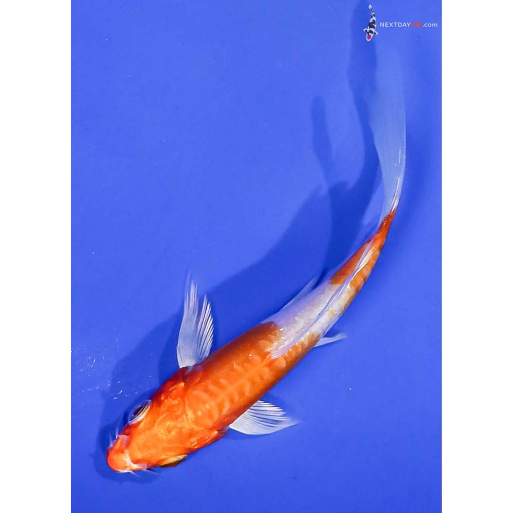 4” Imported Kikusui Butterfly Koi
