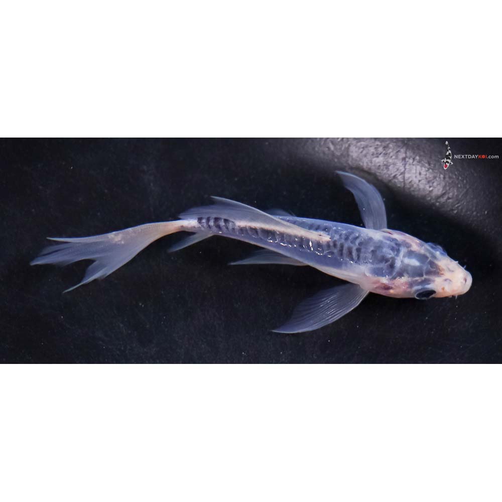 4” Imported Shusui Butterfly Koi