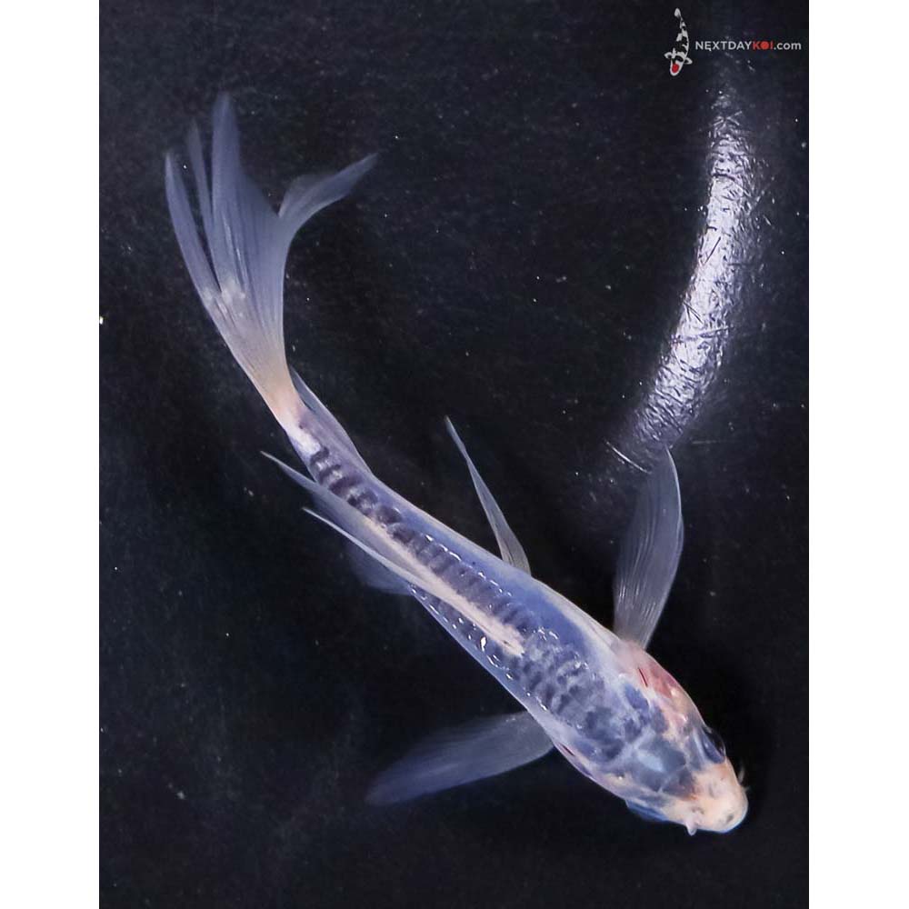 4” Imported Shusui Butterfly Koi