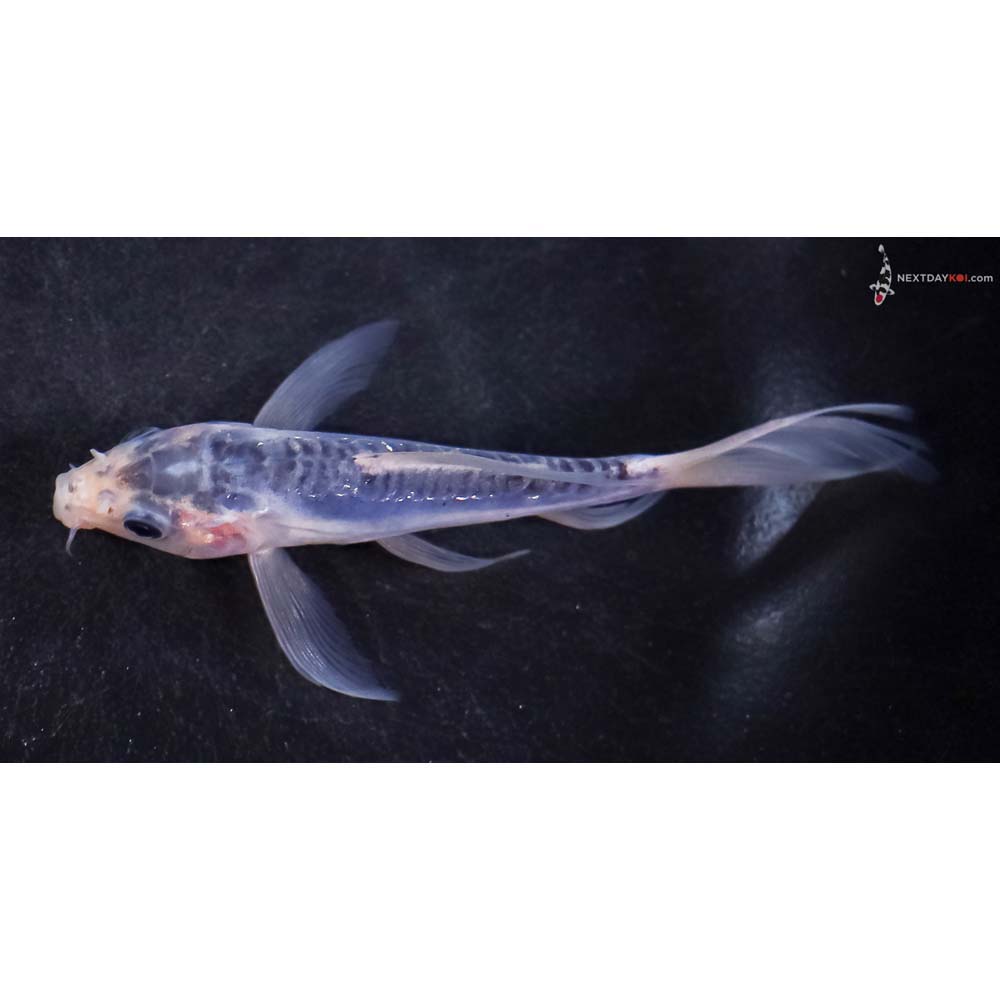 4” Imported Shusui Butterfly Koi