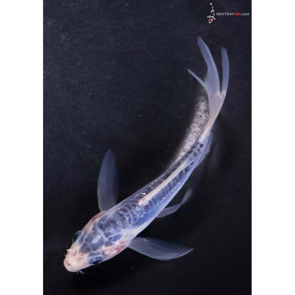 4” Imported Shusui Butterfly Koi