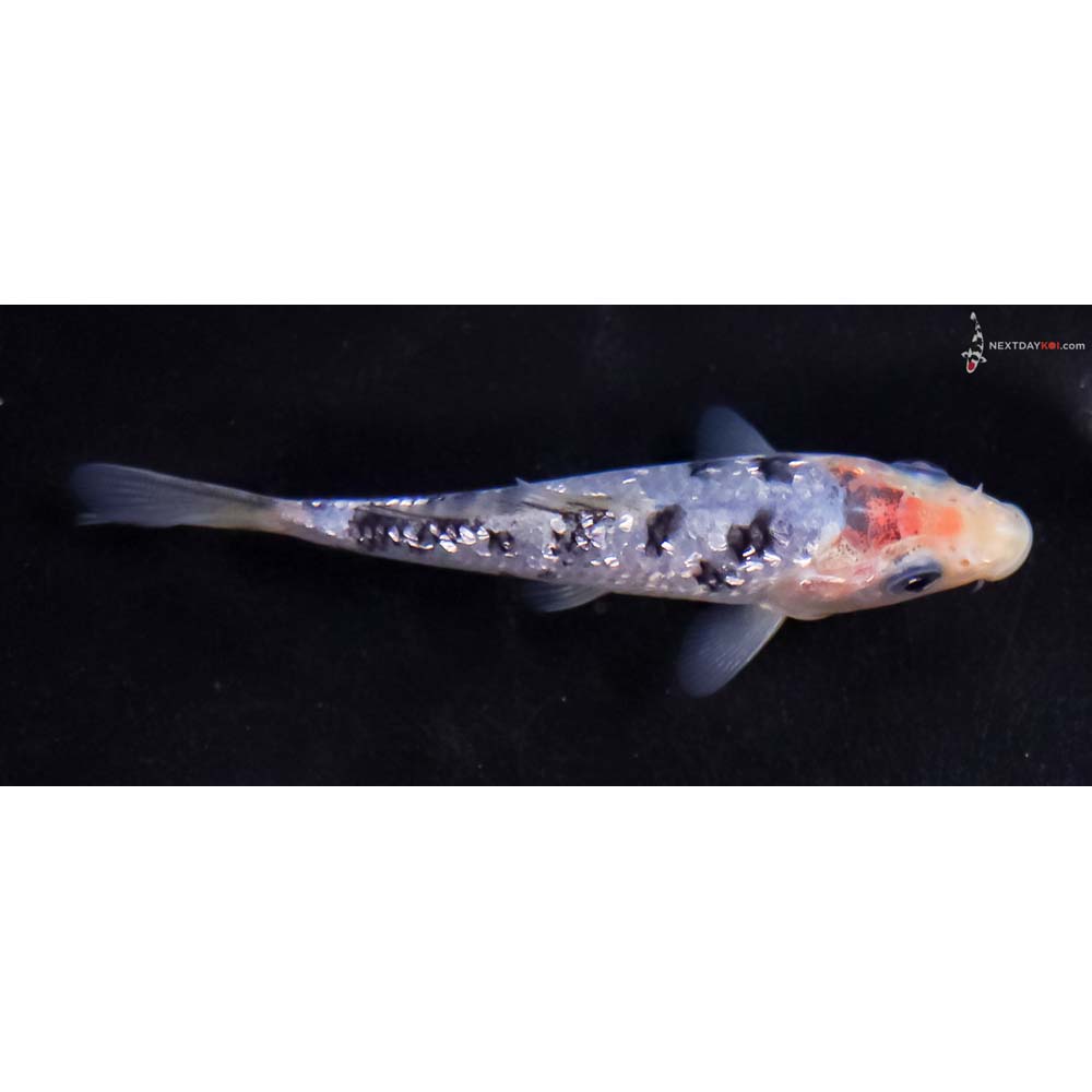 3.5” Imported Gin Rin Shiro Bekko