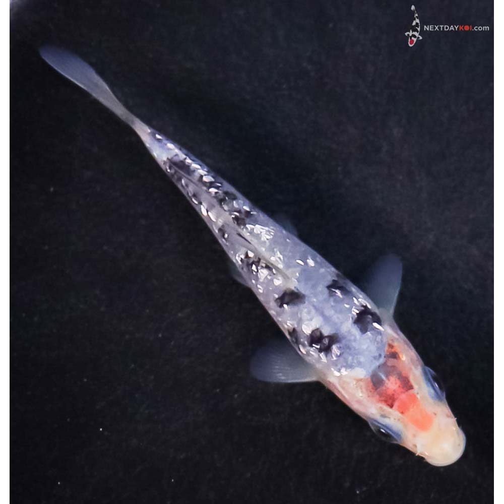 3.5” Imported Gin Rin Shiro Bekko